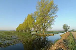 Podlasie: Willow sp