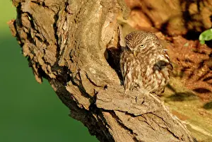 Scanning: Willow sp