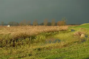 Ditch: Willow sp