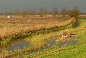 Ditch: Willow sp