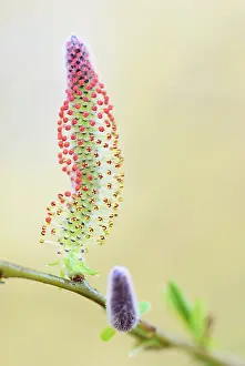 Catkin: Willow sp