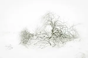 Salix: Willow spec