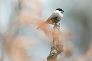 Poecile: Willow Tit