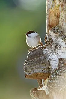 Poecile: Willow Tit