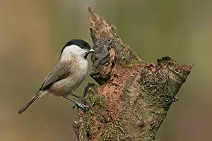 Poecile: Willow Tit