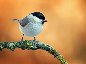 Poecile: Willow Tit
