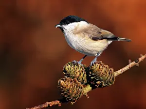 Poecile: Willow Tit