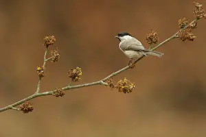 Poecile: Willow Tit