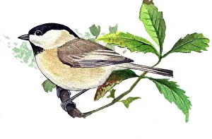 Montanus: Willow tit