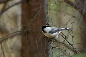 Invader: Willow Tit - adult - checks approaching invader