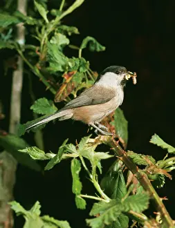 Brambles: Willow TIT - with grubs in beak