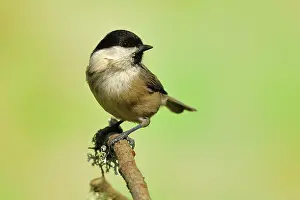 Montanus: Willow tit (Parus montanus) sitting on a branch