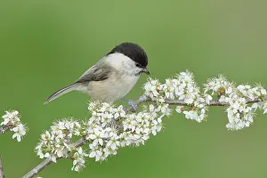 Blackthorn: Willow Tit (Parus montanus) sitting on flowering