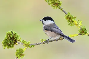 Grown: Willow Tit (Parus montanus), sitting on a mossy
