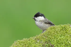 Grown: Willow Tit (Parus montanus) sitting on a stone c