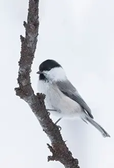 Poecile: Willow tit (Poecile montanus), in the snow, Vadso