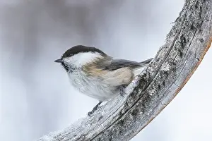 Poecile: Willow tit (Poecile montanus), in the snow, Vadso