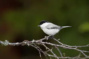 Hamra: Willow Tit(Parus montanus) on a branche