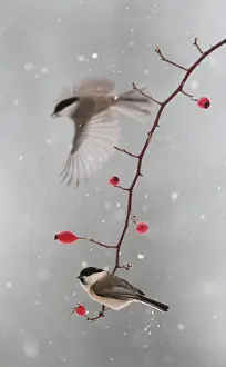 Poecile: Willow tits (Poecile montanus) on wild rose in winter