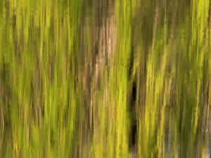 Hanging: Willow tree, an abstract image of a willow tree crown