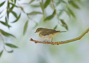 Phylloscopus: Willow Warbler
