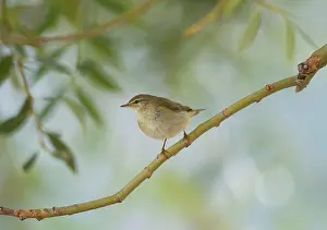 Phylloscopus: Willow Warbler