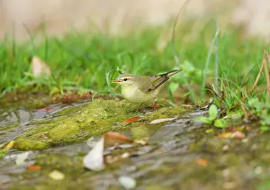 Phylloscopus: Willow Warbler