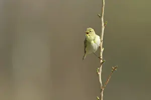 Phylloscopus: Willow Warbler