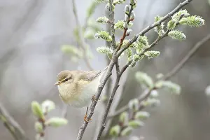 Phylloscopus: Willow Warbler