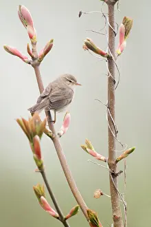 Phylloscopus: Willow Warbler
