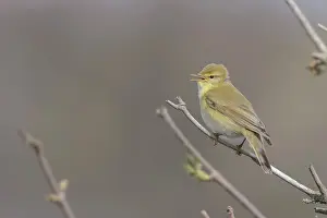 Waterleidingduinen: Willow Warbler