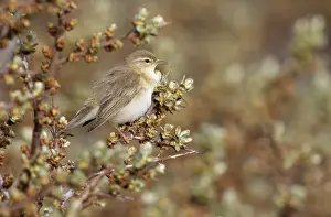 Buckthorn: Willow Warbler