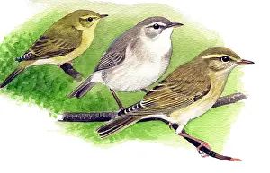 Phylloscopus: Willow Warbler