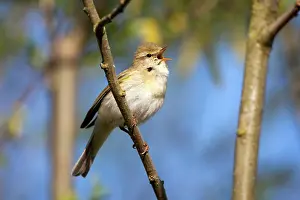 Sing: Willow Warbler