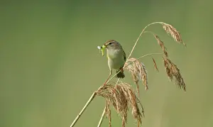 Phylloscopus: Willow Warbler