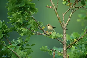 Phylloscopus: Willow Warbler