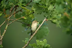 Reeds: Willow Warbler