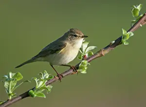 Sideview: Willow Warbler