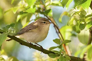 Sideview: Willow Warbler