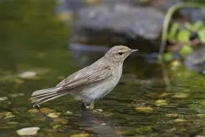 Phylloscopus: Willow Warbler - adult bird bathing - Germany