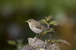 Phylloscopus: Willow Warbler - adult bird - Germany