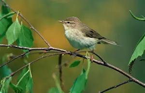 Trochilus: Willow WARBLER in birch - in Spring