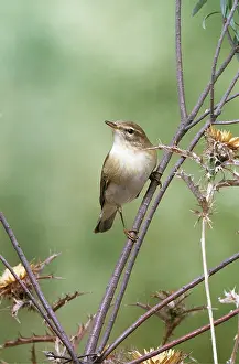 Wendy Sadler: WILLOW WARBLER - on branch