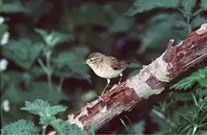 Warblers: WILLOW WARBLER - on branch