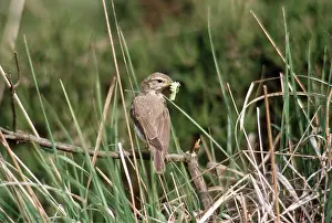 Caterpillars: WILLOW WARBLER - with caterpillar / larvae in beak