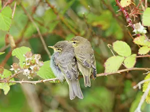 Willow: Willow Warbler - two fledglings Phylloscopus trochilus