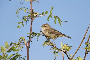 Phylloscopus: Willow Warbler - male singing from a bush, Island