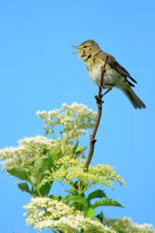 Trochilus: Willow Warbler - male, singing from flowering Elderberry