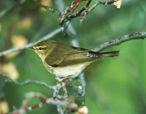 Trochilus: Willow Warbler - May