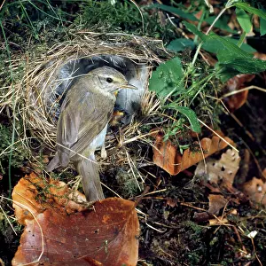 Trochilus: Willow Warbler - at nest